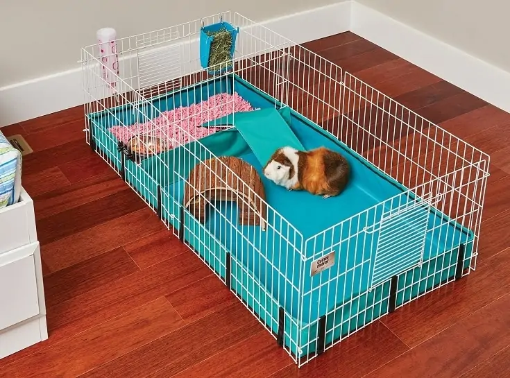 Помилки, які допускають господарі морських свинок