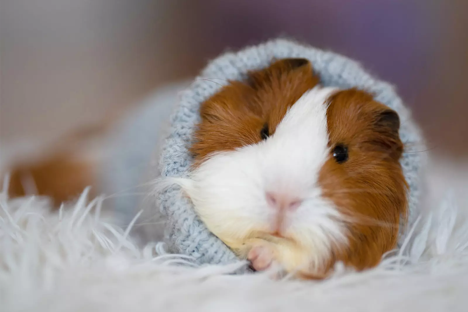 Помилки, які допускають господарі морських свинок