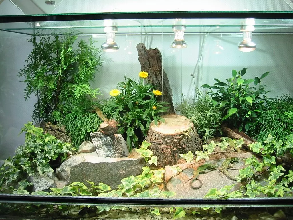 Ящірка вдома