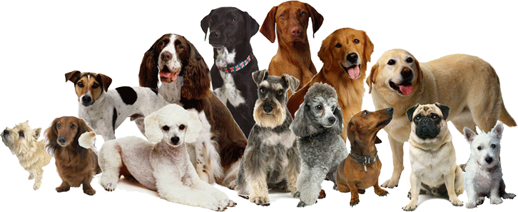 Кращі породи собак для квартири - ТОП 10.