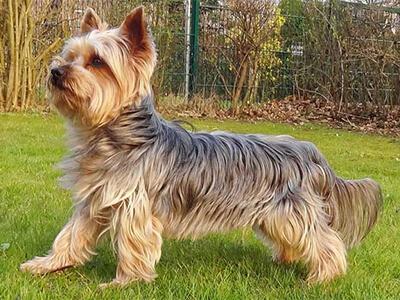 Кращі породи собак для квартири - ТОП 10.