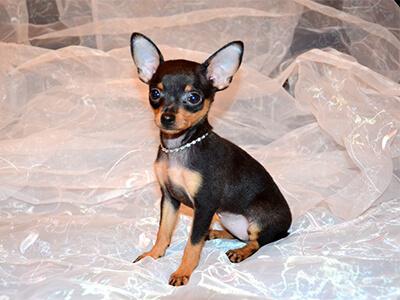 Кращі породи собак для квартири - ТОП 10.