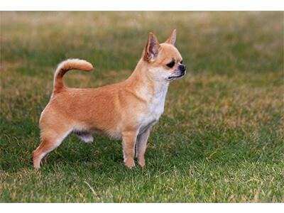 Кращі породи собак для квартири - ТОП 10.