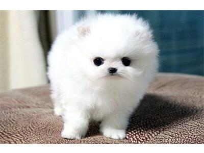 Кращі породи собак для квартири - ТОП 10.