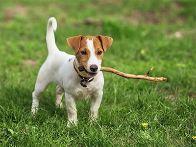 Кращі породи собак для квартири - ТОП 10.