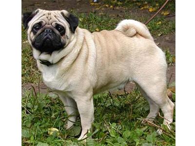 Кращі породи собак для квартири - ТОП 10.