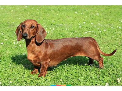 Кращі породи собак для квартири - ТОП 10.