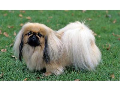 Кращі породи собак для квартири - ТОП 10.