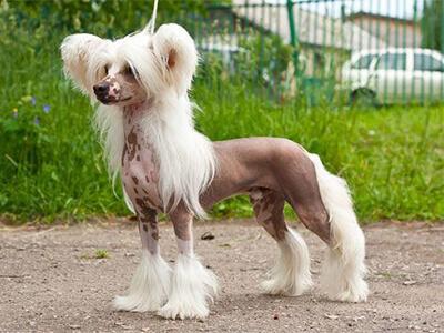 Кращі породи собак для квартири - ТОП 10.