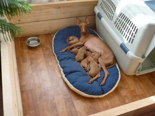 Тривалість вагітності у собак - Особливості та основні етапи