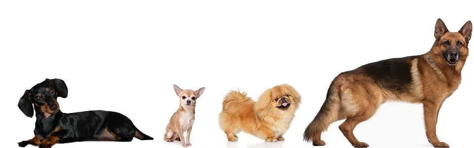 Кращі корми для собак - Актуальний рейтинг