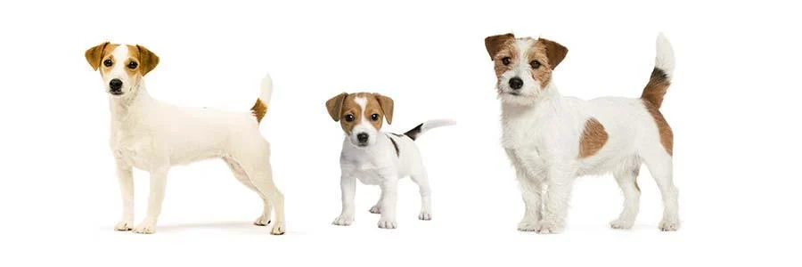 Кращі корми для собак - Актуальний рейтинг