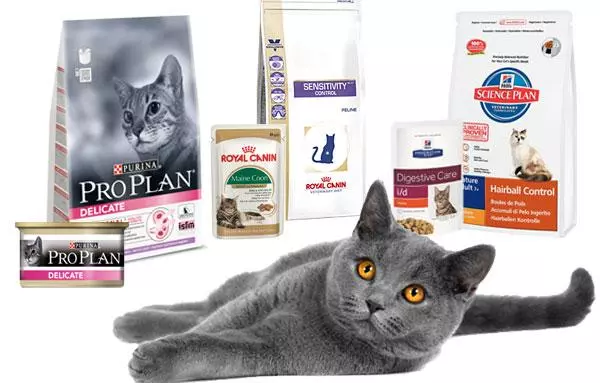 Чим правильно годувати кота - Поради щодо вибору корму