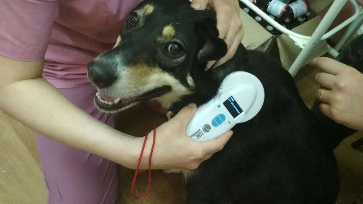 Чіпування собак в Україні - Навіщо потрібні чіпи для собак