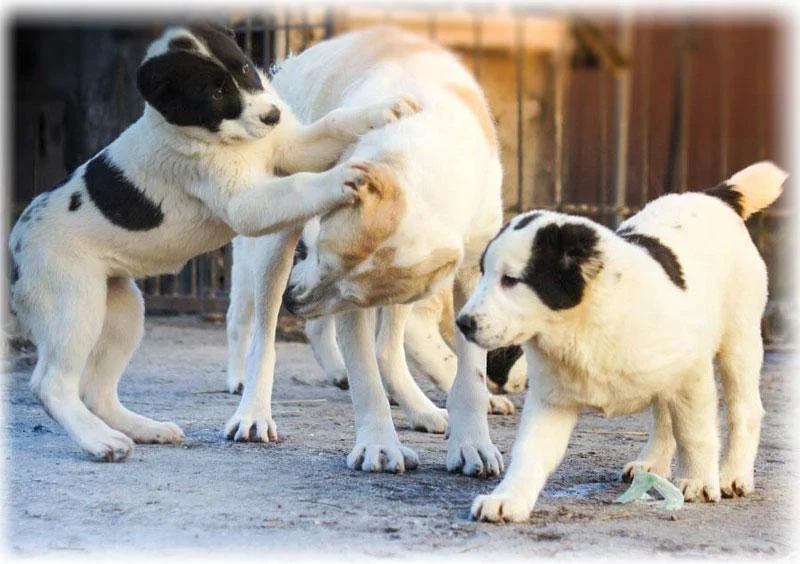 Собака породи алабай