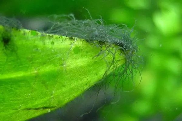 Як боротися з водоростями в акваріумі