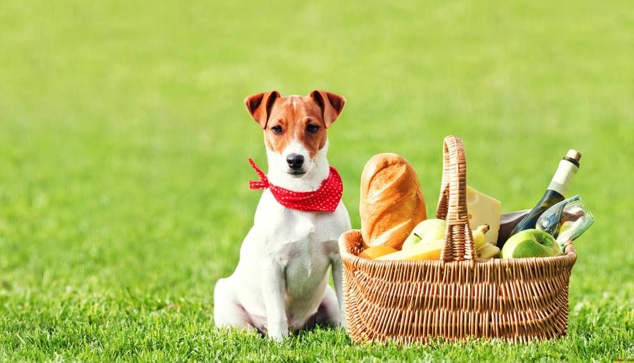 Особливості породи собаки Джек Рассел