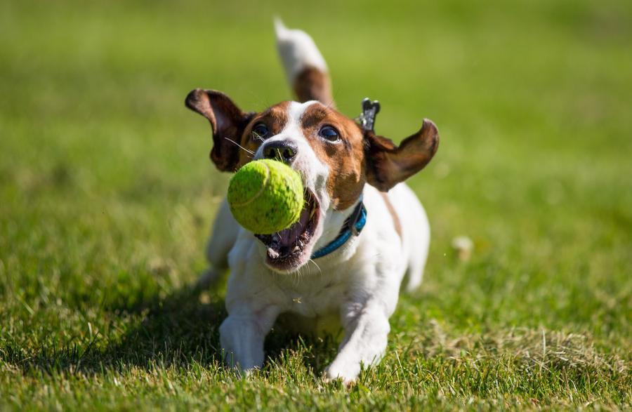 Особливості породи собаки Джек Рассел