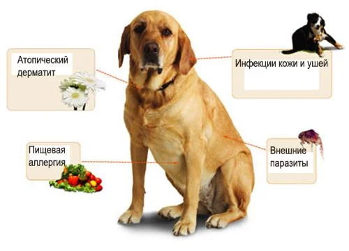 Алергія у собак