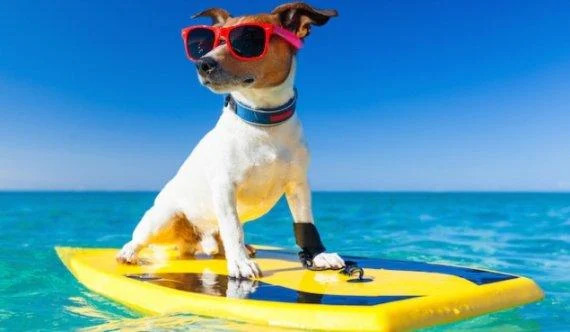 Клички для собак хлопчиків - Легкі та красиві