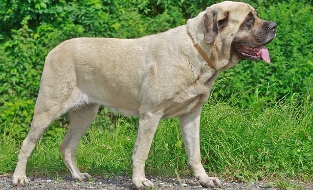 Найбільші породи собак у світі - ТОП-16
