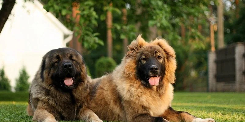 Найбільші породи собак у світі - ТОП-16