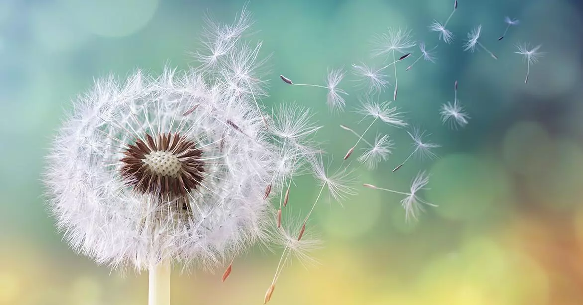 Как лечить аллергию у кошек