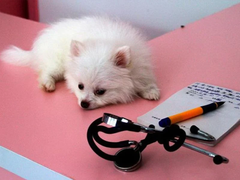 Які вакцини потрібно робити цуценятам, що б захистити від різних інфекцій