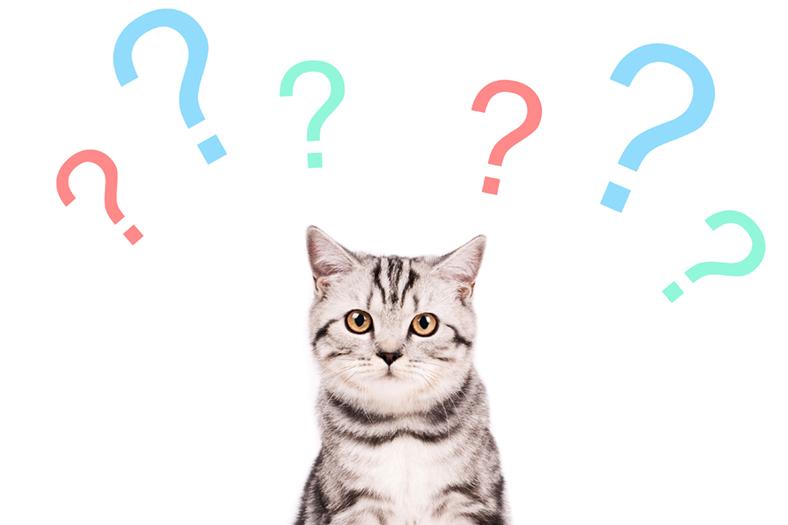 Щеплення для кішок