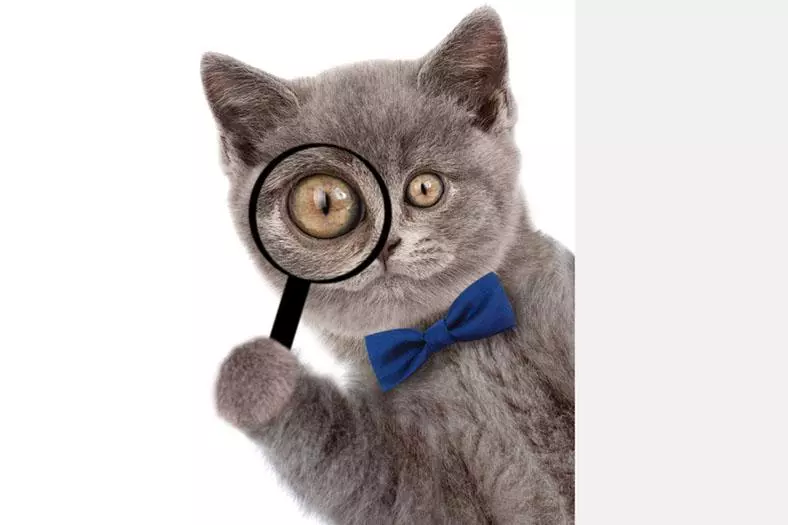 Як вивести лишай у кішки - Поради