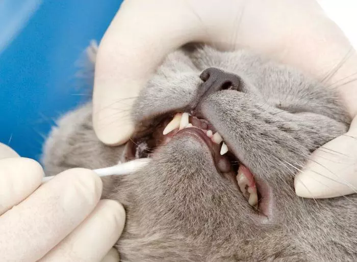 Як почистити зуби коту - Поради