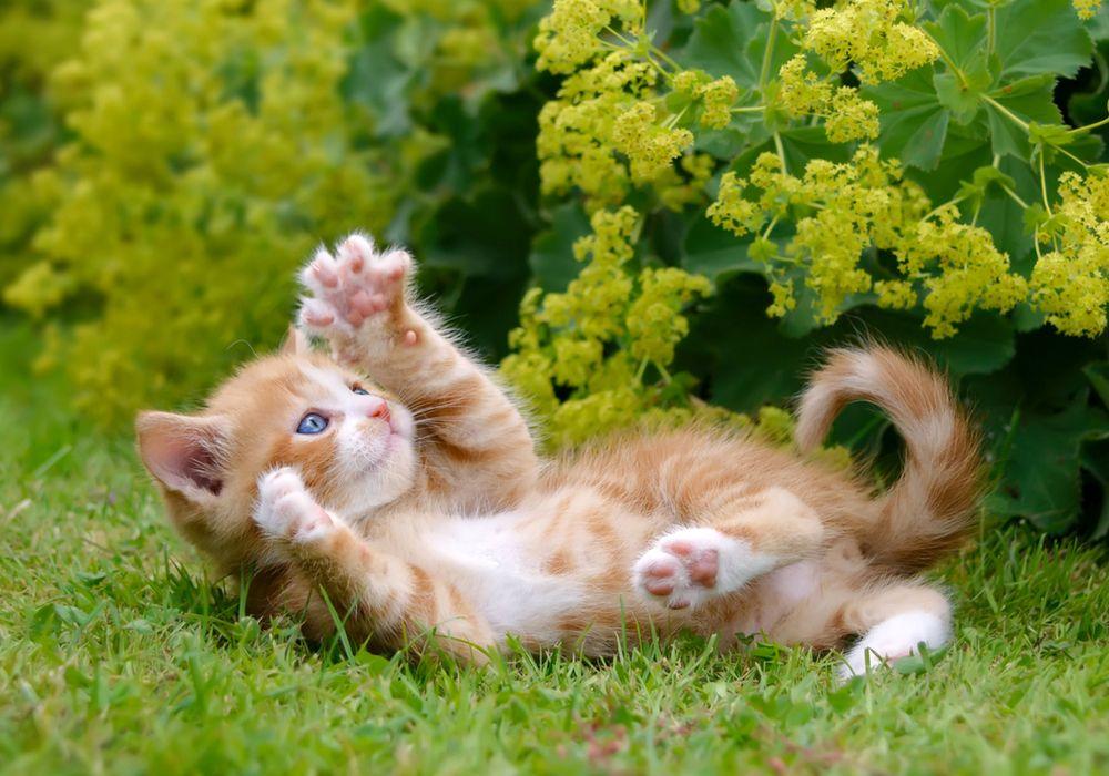 Чому каламутніє вода в акваріумі - Основні причини