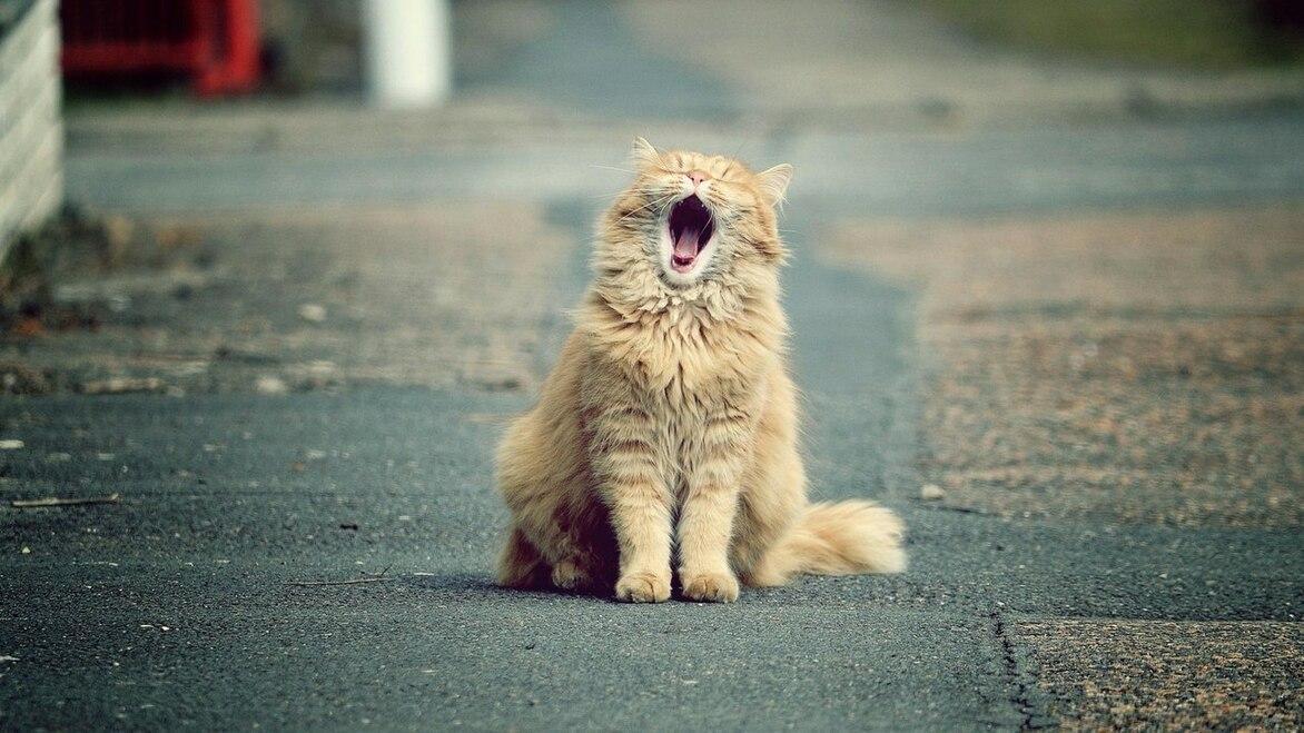 Чому каламутніє вода в акваріумі - Основні причини