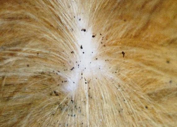 Як вивести бліх у кішки - Кращі методи