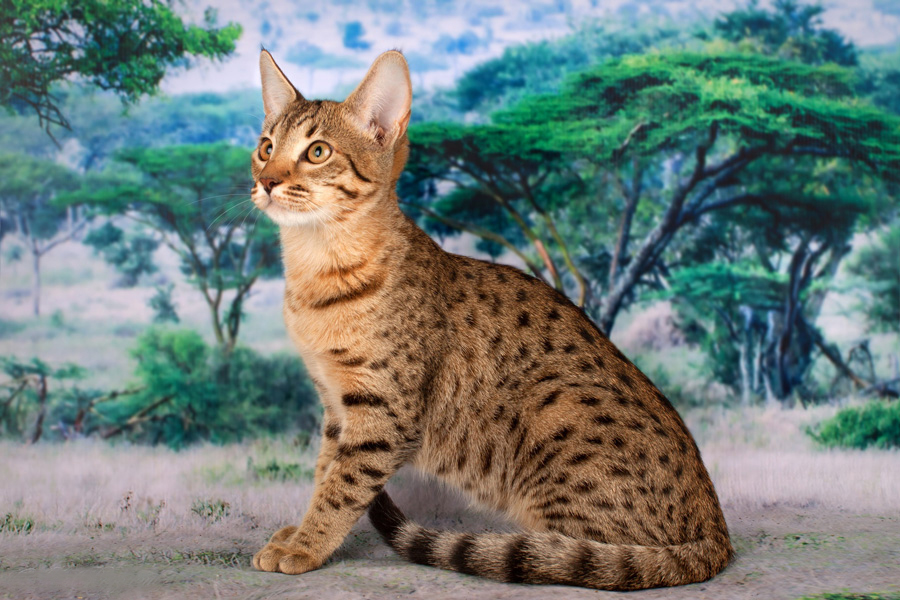 Яка найдорожча в світі кіт - Рейтинг порід