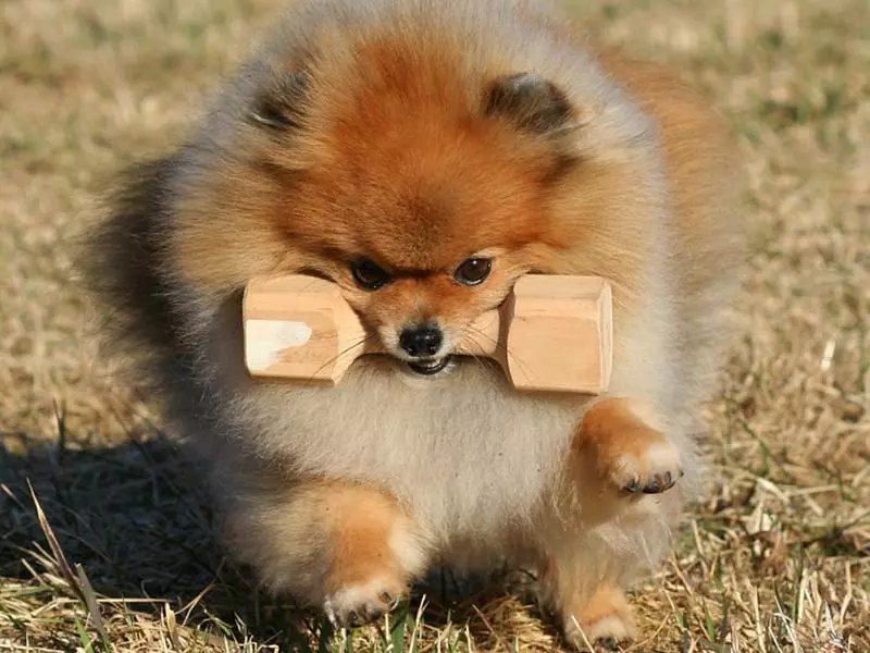 Собака породы шпиц