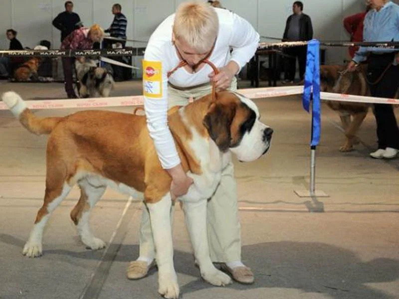 Порода собак сенбернар