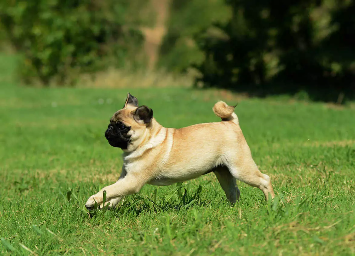 Собака породи мопс