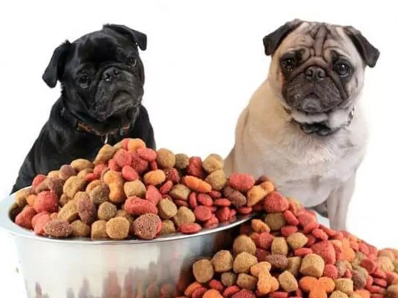 Собака породи мопс