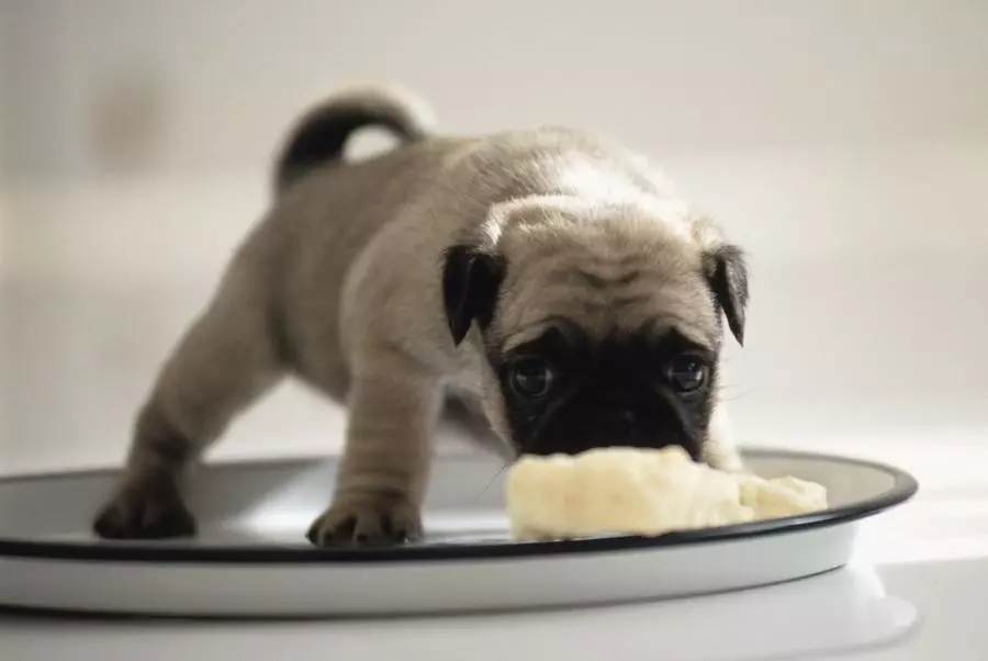 Собака породи мопс