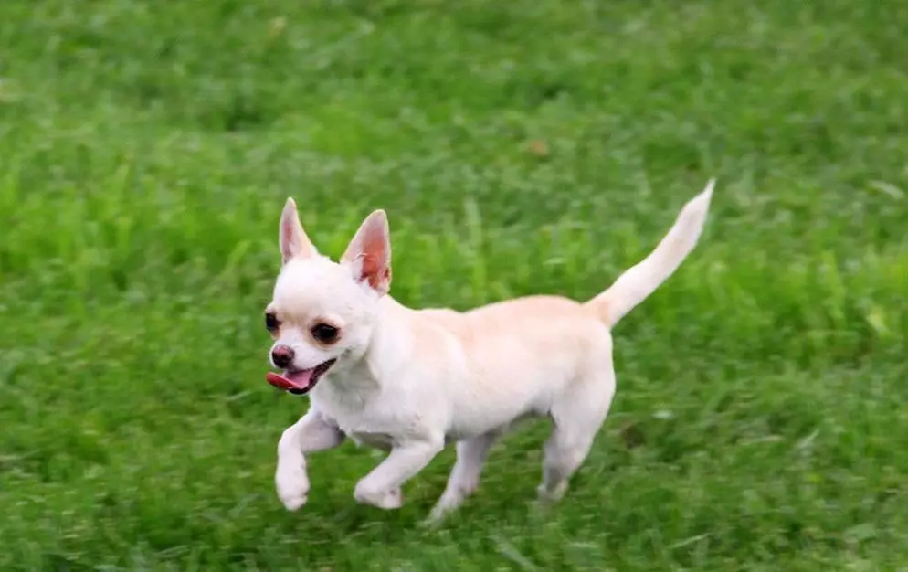 Собака породи чихуахуа