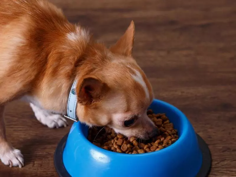 Собака породи чихуахуа