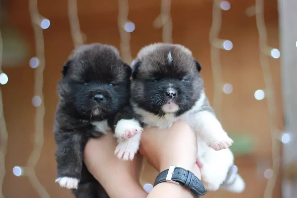 Американська акіта