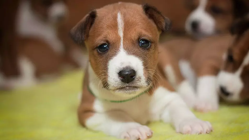 Порода собак Басенджи