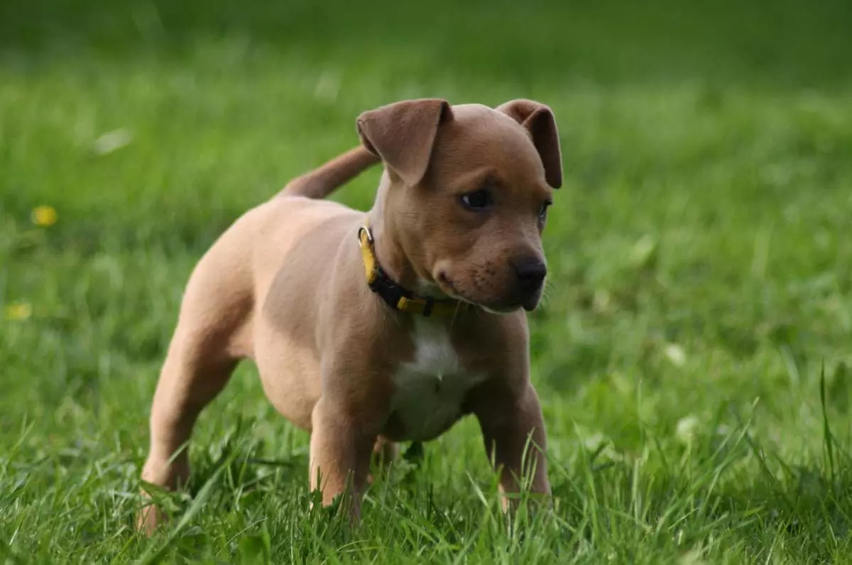 Порода собак - Пітбультерʼєр