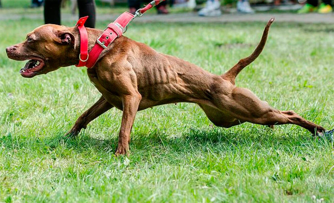 Порода собак - Пітбультерʼєр