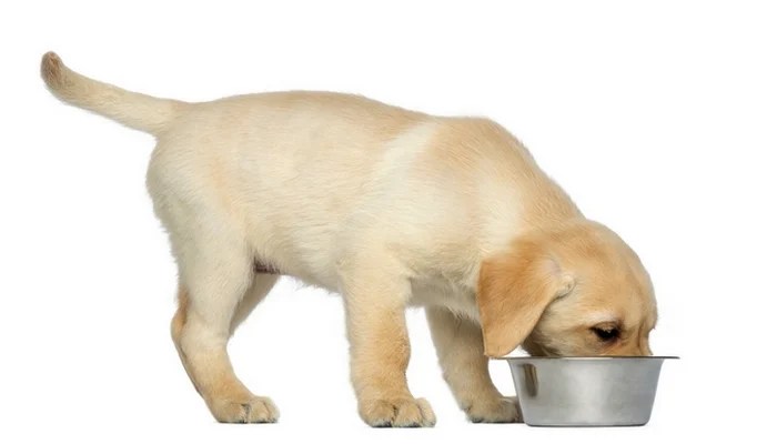 Порода собак лабрадор