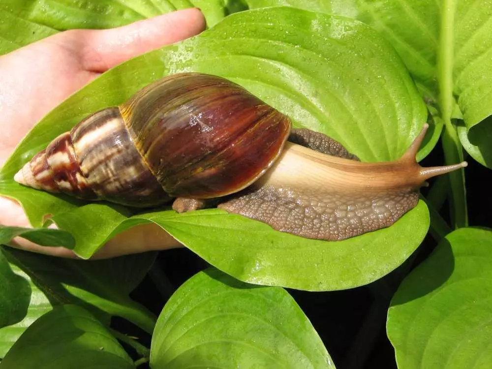 Чим годувати равликів ахатин