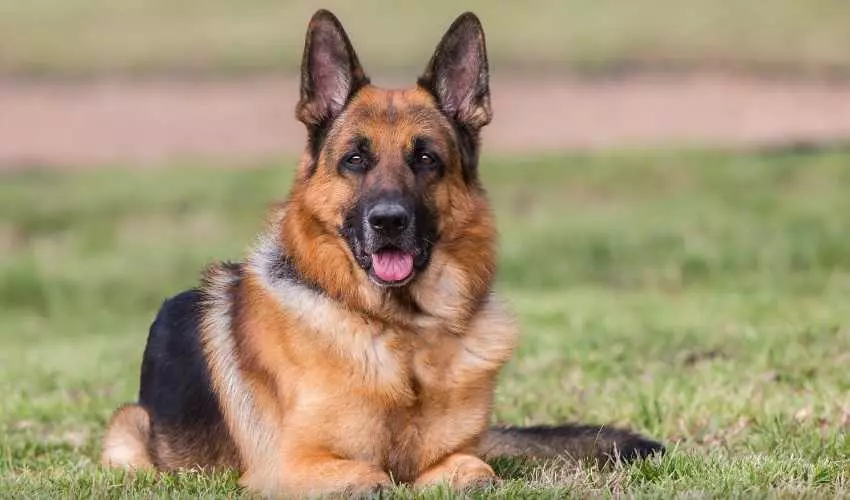 Найрозумніші породи собак в світі