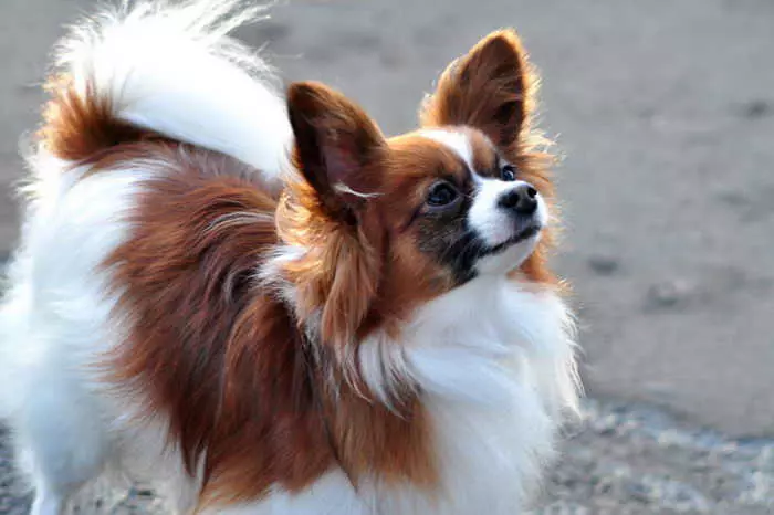 Найрозумніші породи собак в світі